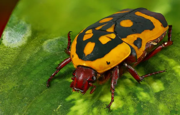Macro, beetle, insect