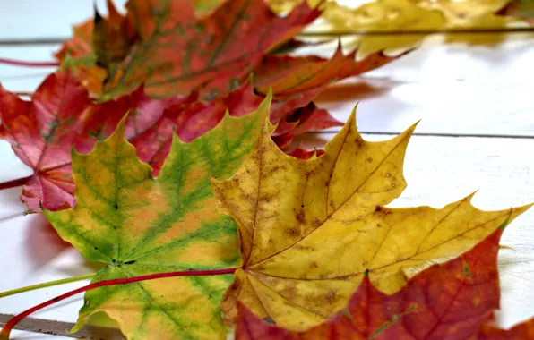 Autumn, leaves, background, colorful, maple, wood, background, autumn