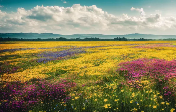 Field, forest, summer, the sky, clouds, landscape, flowers, mountains