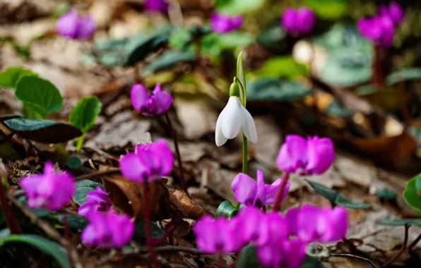 Picture nature, spring, primroses, snowdrop, cyclamen