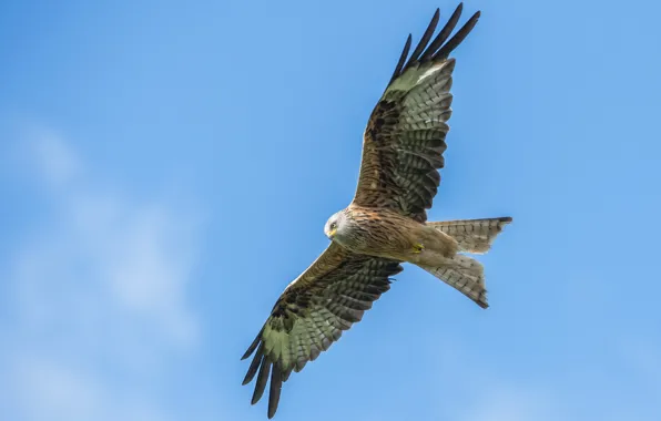 Flight, bird, wings, kite