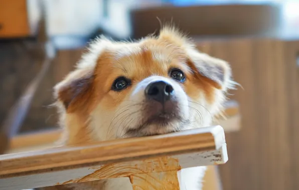 Look, sweetheart, dog