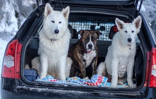 Winter, machine, forest, dogs, snow, nature, pose, dog