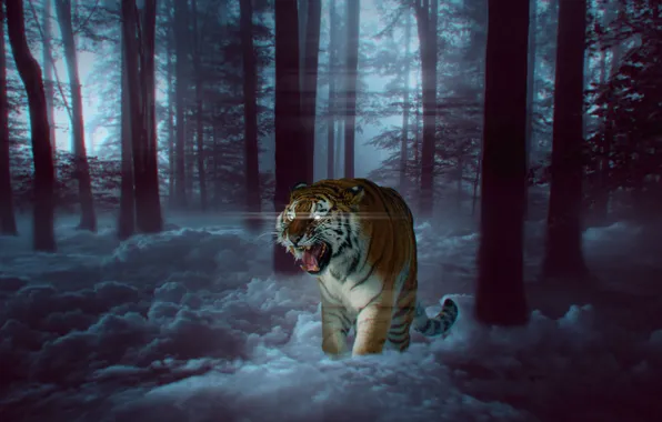 Picture Tiger, Trees, Eyes, Fangs, Predator, Big cat, Grin, Photomontage