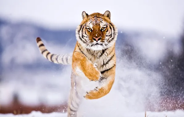 Winter, Tiger, Snow, Jump