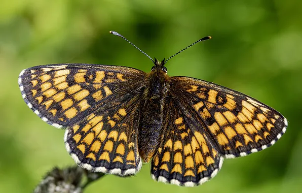 Microsemi, butterfly, wings, insect, beautiful, closeup