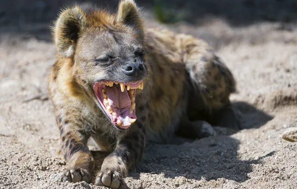 Picture mouth, hyena, yawns, ©Tambako The Jaguar