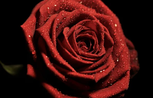 Drops, macro, rose, petals, red