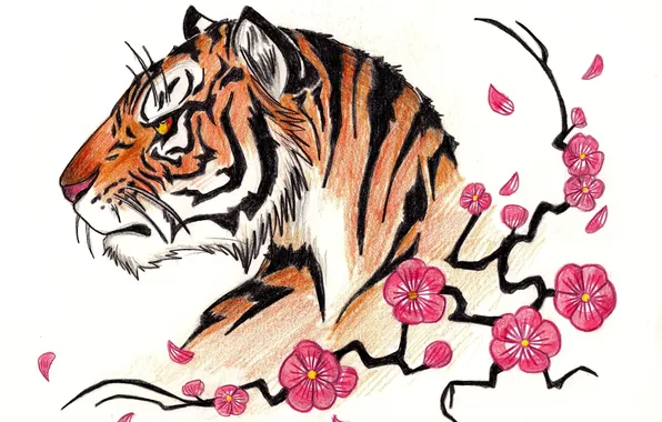Tiger, Sakura, pencil