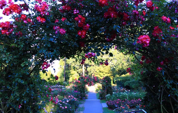 Picture Park, roses, Flowers, garden, arch, the bushes, park, flowers