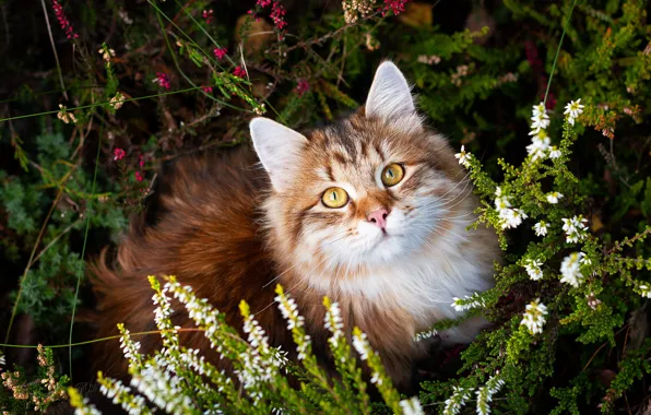 Cat, cat, look, face, flowers, nature, portrait, red