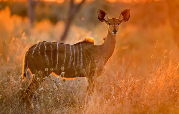 Grass, Savannah, Africa, Botswana, antelope, Kudu