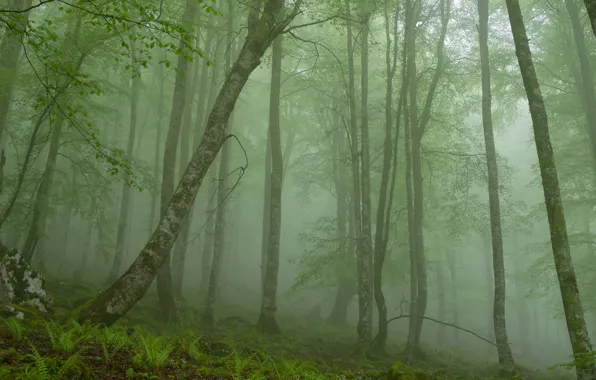 Forest, trees, fog, stone, morning