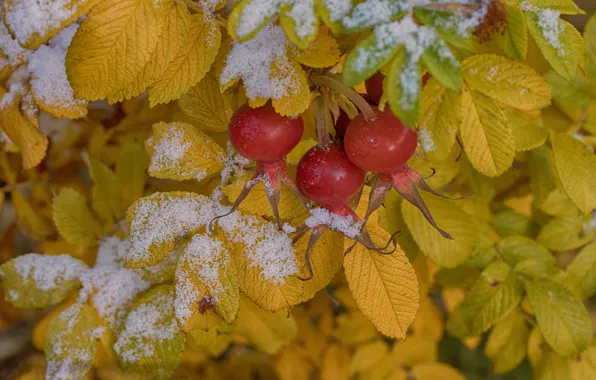Picture leaves, berries, the first snow