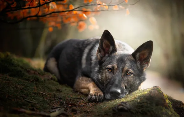 Autumn, look, face, leaves, nature, pose, foliage, stone