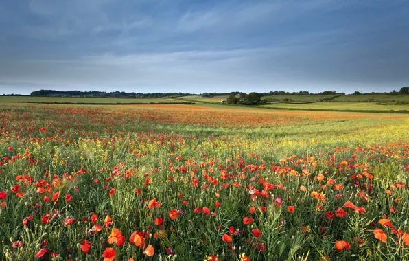 Field, summer, landscape, nature, Maki