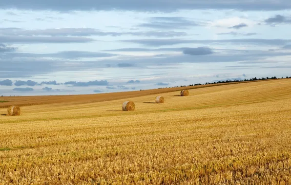 Picture field, summer, hay