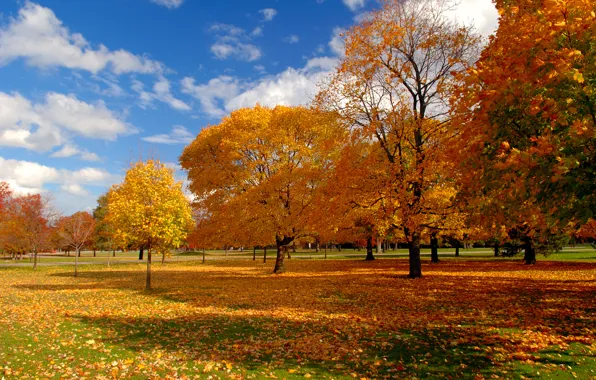 Picture autumn, the sky, trees, nature, Park, foliage