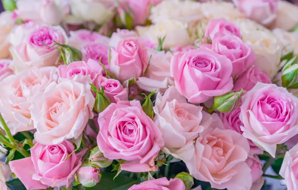 Roses, white, rezvyi