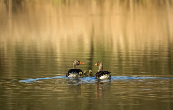 Water, sunlight, the goslings, grey geese