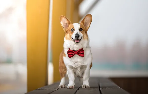 Look, nature, pose, Board, dog, face, bow, Corgi