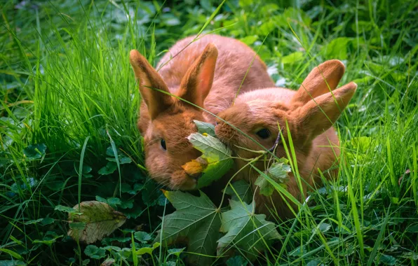 Greens, summer, grass, leaves, hare, rabbit, pair, rabbits