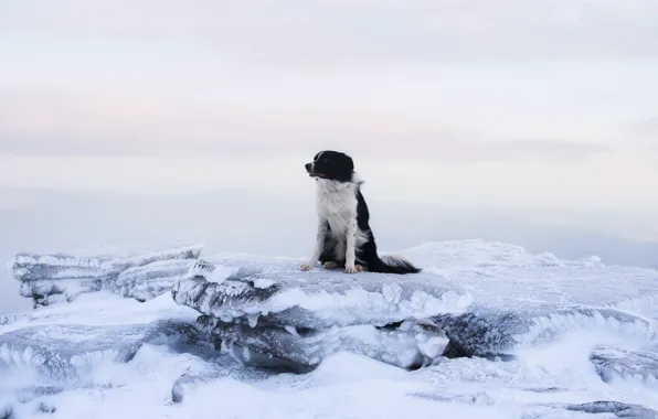 Ice, winter, the sky, clouds, snow, nature, pose, loneliness