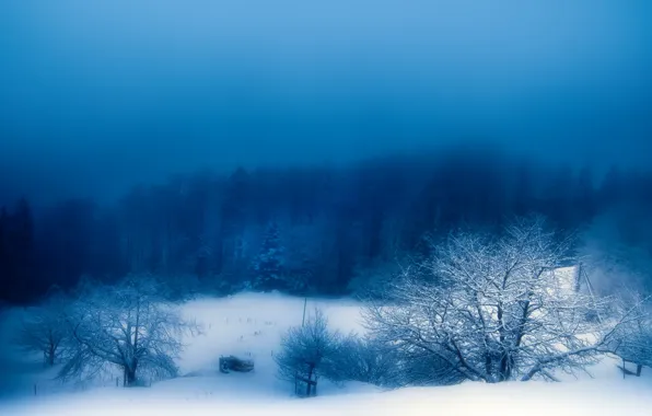 Picture winter, snow, nature, fog, the evening