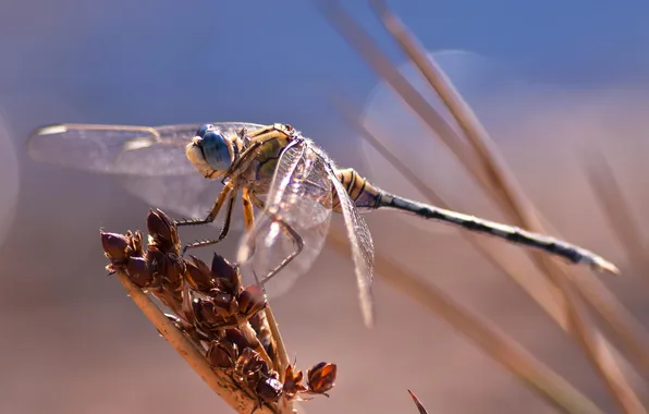 Picture macro, dragonfly, insect, bokeh