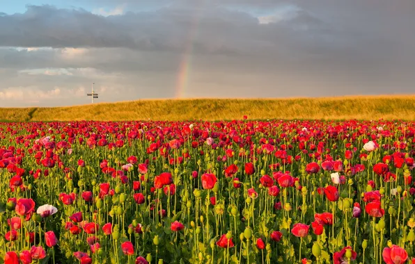 Picture field, nature, Maki