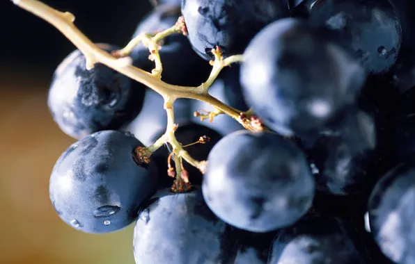 Picture blue, food, berry, grapes, bunch