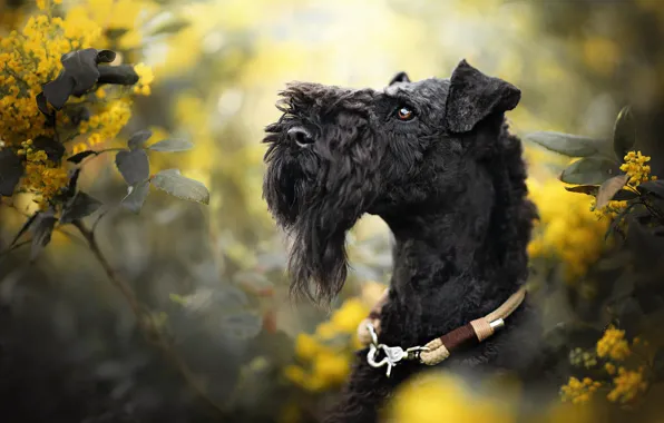 Picture face, branches, dog, collar, flowers, bokeh, Kerry Blue Terrier