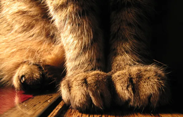 Cat, paws, sitting