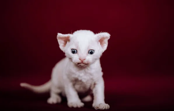 Cat, white, look, pose, kitty, eyes, baby, face