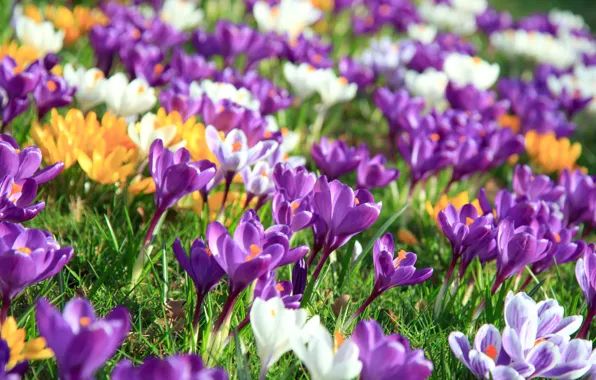 Flowers, nature, spring, crocuses, flowering