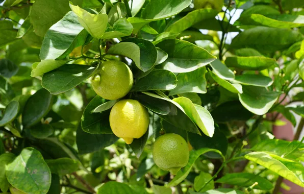 Branches, nature, tree, harvest, lemon