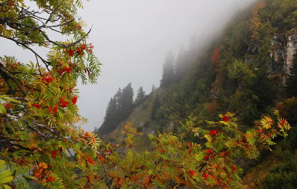 Picture autumn, forest, trees, mountains, branches, fog, berries, rocks