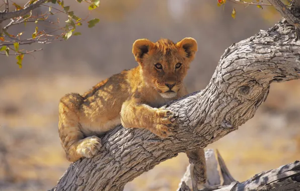 Look, branches, tree, lies, face, lion, lion