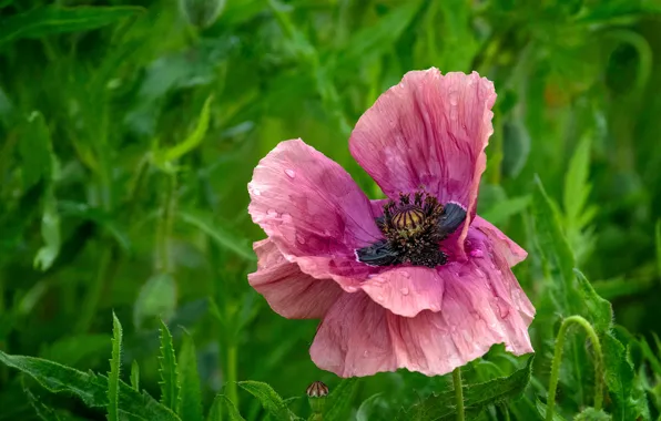 Greens, grass, drops, macro, flowers, Mac, Maki, green background