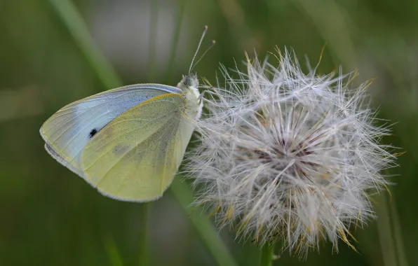 Picture dandelion, butterfly, cabbage