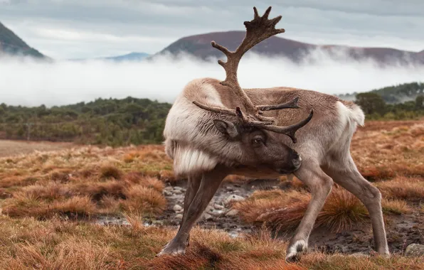Nature, pose, deer, horns, North