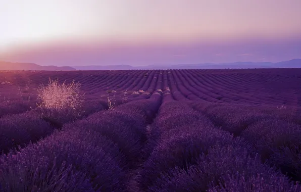 Field, landscape, flowers, nature, perspective, France, dal, space