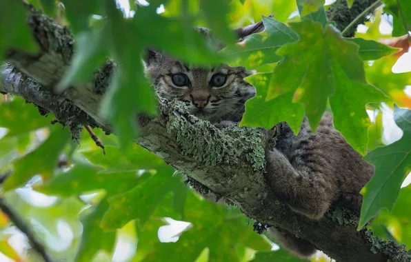 Leaves, lynx, a small lynx
