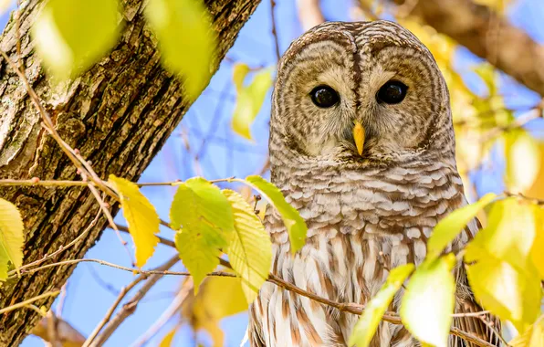 Autumn, look, light, branches, tree, owl, bird, foliage