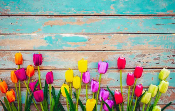 Picture flowers, Board, colorful, tulips, wood, flowers, tulips, grunge