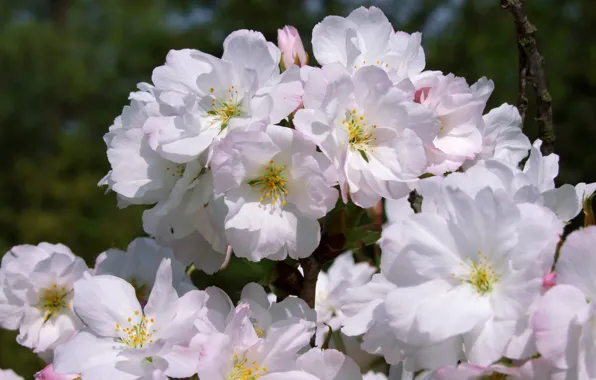 Light, flowers, cherry, branch, spring, Sakura, white, flowering