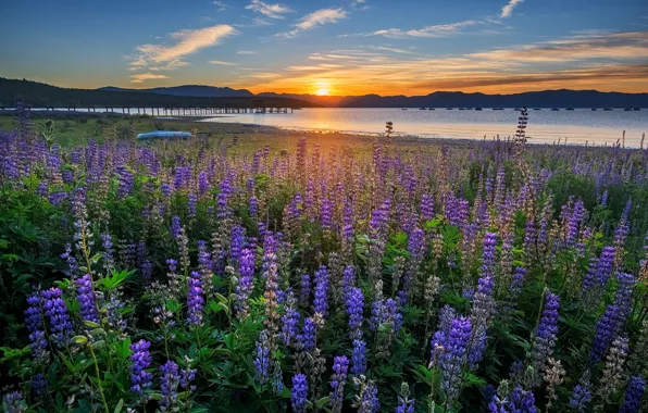 Field, flowers, mountains, shore, meadow, pond, blue, lilac