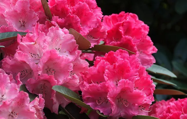 Macro, pink, rhododendron, Azalea