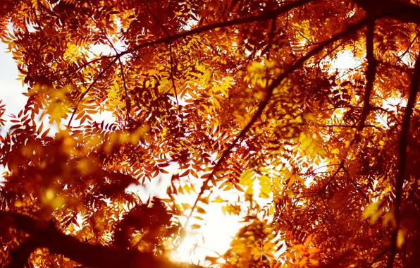 Autumn, leaves, trees, orange