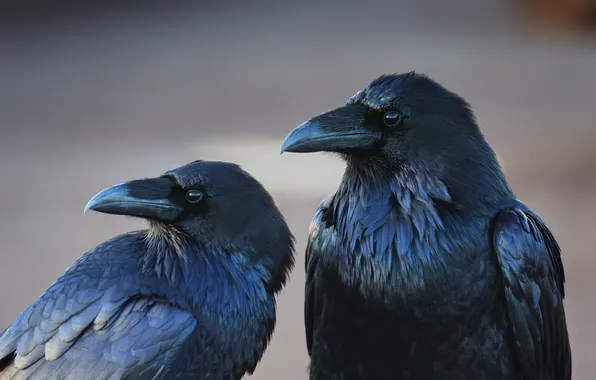 Picture birds, background, crows